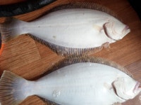 경기권조황 - 11월6일 오이도유성호 광어우럭조황