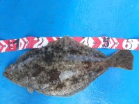 경기권조황 - 4월29일 오이도유성호 우럭 광어조황