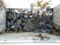 쭈.갑 먹물조황+ - 9월22일 오천거양호 쭈꾸미 조황입니다