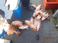 사수도.제주권.왕열기+우럭+쏨벵.18일/기상악화.비로 17일접수합니다.20.22일 예약접수중. (@ 상동아인스월드 주차장출발 주차비1천원)