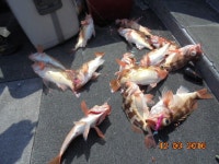 사수도.제주권.왕열기+우럭+쏨벵.18일/기상악화.비로 17일접수합니다.20.22일 예약접수중. (@ 상동아인스월드 주차장출발 주차비1천원)