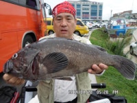 출조안내 - 군산/쭈꾸미.27.28.29.30.31일.매일출발(군산/비응항.셔틀버스.매일운행.음료.커피제공.4만) 홍어골/우럭.(쭈꾸미/9월.10월.예약중)