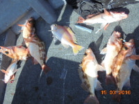 사수도.제주권.왕열기+우럭+쏨벵.18일/기상악화.비로 17일접수합니다.20.22일 예약접수중. (@ 상동아인스월드 주차장출발 주차비1천원)