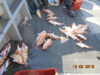 사수도.제주권.왕열기+우럭+쏨벵.18일/기상악화.비로 17일접수합니다.20.22일 예약접수중. (@ 상동아인스월드 주차장출발 주차비1천원)