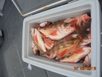 출조안내 - 완도/청산호 여서.사수도.제주권.왕열기+우럭+쏨벵.18.20.22일 예약접수중. (@ 상동아인스월드 주차장출발 주차비1천원)