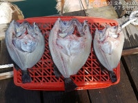 가두리좌대낚시 - 4월30일 달빛좌대 자연산 조황정보