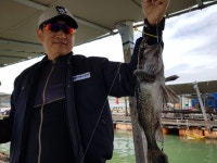 가두리좌대낚시 - 5월9일 자연산 대물 우럭들!! 상상치도 못한~달빛좌대 조황정보