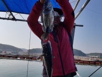 가두리좌대낚시 - 11월26~28일 달빛좌대 자연산 우럭 쭈꾸미 조황정보