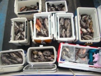 (西)서해조황 - 9일 블루스카이 우럭 굿조황입니다