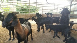 아그리즈 흑염소 흑염소 흑염소: 세계 최대 농기계 마켓플레이스