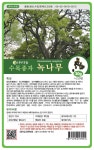 나무씨앗 씨앗 녹나무 : 열매류 씨앗 - 엑스플랜트