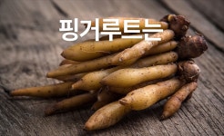 텐바이텐 10X10 : 차예마을 20배농축 핑거루트 분말 가루 차 150g_(11187773)