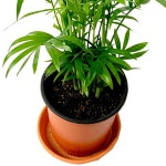 들꽃향기 공기정화 초화식물 테이블야자 : 공기정화식물 - 엑스플랜트