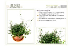 들꽃향기 공기정화 초화식물 트리안 : 공기정화식물 - 엑스플랜트