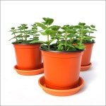 들꽃향기 모기퇴치식물 애플민트3개 1세트 : 허브 - 엑스플랜트