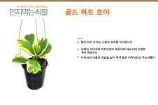 에어플랜트 골드칼라 하트호야 공기정화화분 : 공중식물 - 엑스플랜트
