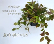 에어플랜트 호야 썬라이즈 공기정화화분 : 공중식물 - 엑스플랜트