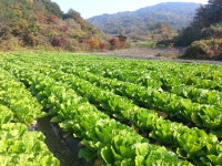  [싸리재] 양념 배추우거지 250g(냉동) - 인공화학첨가물 0% 우리 농산물로 만듭니다 - YES24  [싸리재] 양념 배추우거지 250g(냉동)... 