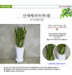 YES24 | 대한민국 대표 인터넷서점 [전국꽃배달] 특산세베리아 [꽃배달 공기정화식물 산세베리아 집들이 개업 선물 당일배송]