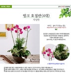 YES24 | 대한민국 대표 인터넷서점 [전국꽃배달] 호접란(4대) [축하 집들이 개업선물 승진선물 어버이날선물 스승의날선물]