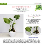 YES24 | 대한민국 대표 인터넷서점 [전국꽃배달] 알로카시아 [축하 집들이 개업선물 승진선물 어버이날선물 스승의날선물]