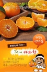고당도 카라향 남진해 소과 (31-45과) 4.5kg 가정용 - NS홈쇼핑