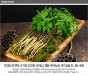 영동새싹인삼 새싹삼 특(25cm)-50/70뿌리 - 오너클랜 오너클랜 - 영동새싹인삼 새싹삼 특(25cm)-50/70뿌리