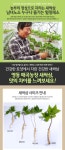 영동새싹인삼 새싹삼 특(25cm)-50/70뿌리 - 오너클랜 오너클랜 - 영동새싹인삼 새싹삼 특(25cm)-50/70뿌리