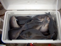 폭팔!1월8~18일 男女群島 남녀군도-원정소식-