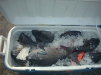 폭팔!1월8~18일 男女群島 남녀군도-원정소식-