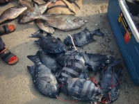 폭팔!1월8~18일 男女群島 남녀군도-원정소식-