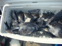 폭팔!1월8~18일 男女群島 남녀군도-원정소식-