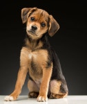 Meet the 9 Adorable (and Adoptable!) Puppies Who Will Predict the 2017 Oscars Best Picture Winner | E! News Australia Meet the 9... 