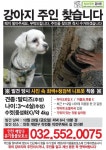 강아지 주인을 찾습니다, 말티즈, 수컷, 4살, 인천광역시 계양구 작전동우체국 건너편에서 구조 강아지 주인을 찾습니다, 말티즈, 수컷... 