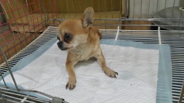 동물보호 관리시스템 모바일