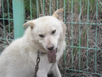 동물보호 관리시스템 모바일