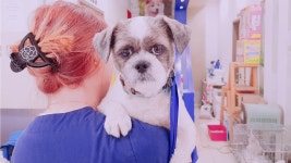 동물보호 관리시스템 모바일