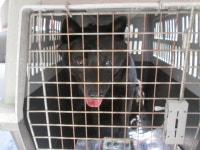 동물보호 관리시스템 모바일