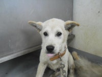 동물보호 관리시스템 모바일