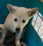 동물보호 관리시스템 모바일