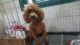 동물보호 관리시스템 모바일