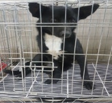 동물보호 관리시스템 모바일