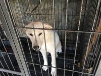 동물보호 관리시스템 모바일