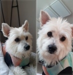 댕댕이에겐 마당 넓은 민박이 제격! 하트독 전남 민박 추천 : - 헝그리앱 댕댕이에겐 마당 넓은 민박이 제격! 하트독  전남 민박 추천 :  - 헝그리앱