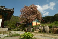 안동 천전 의성김씨