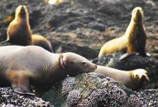Sharp Plastic Packing Bands Prove Deadly for Marine Mammals Plastic Packing Bands – Inhabitat - Green Design, Innovation... 