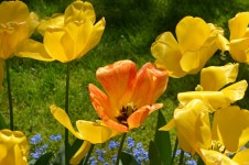 [MIUI Photography Team] Poland: Land of orchids and tulips! - Album - Xiaomi MIUI Official Forum