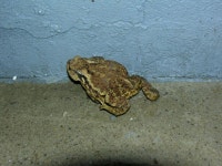 복뚜꺼비 ::: 82cook.com