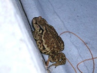 복뚜꺼비 ::: 82cook.com