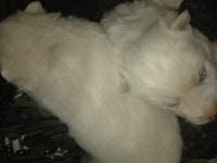 AL네트웍스 밀킹 눈&관절케어 펫밀크 130ml [1개] - 에누리 가격비교